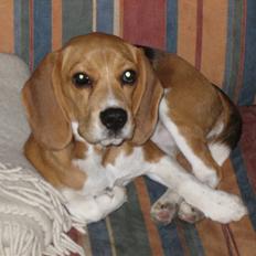Beagle Bailey savnes stadig
