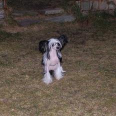 Chinese crested hårløs lulu