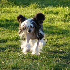 Chinese crested hårløs lulu