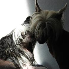 Chinese crested hårløs lulu