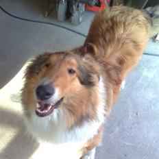 Collie langhåret Alf