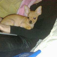 Chihuahua Rødebro's Tim SOLGT