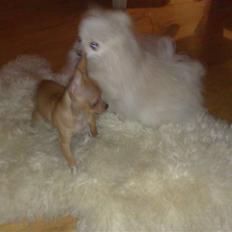 Chihuahua Rødebro's Tim SOLGT