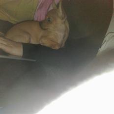 Chihuahua Rødebro's Tim SOLGT