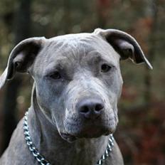 Amerikansk staffordshire terrier Luba