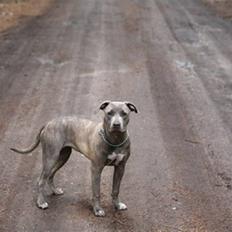 Amerikansk staffordshire terrier Luba