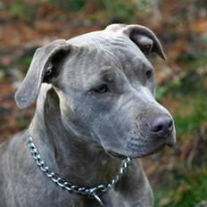 Amerikansk staffordshire terrier Luba