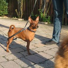 Dvaergpinscher Baily