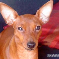 Dvaergpinscher Baily