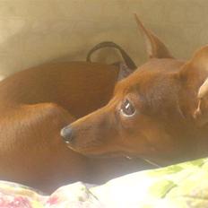 Dvaergpinscher Baily