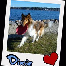 Shetland sheepdog Dixie
