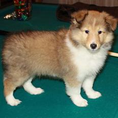 Shetland sheepdog Dixie