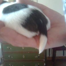 Blanding af racer Bella
