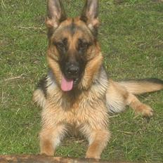 Schæferhund Online aflivet d. 11.6.