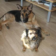 Schæferhund Online aflivet d. 11.6.