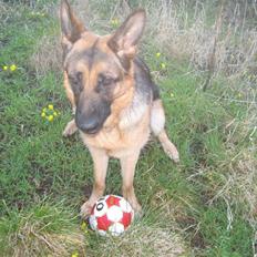 Schæferhund Online aflivet d. 11.6.