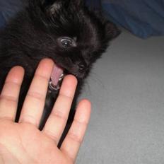 Blanding af racer Zita