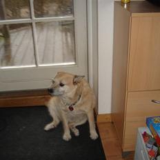 Blanding af racer Fie *Tykke*