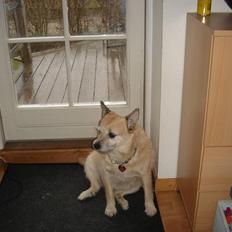 Blanding af racer Fie *Tykke*