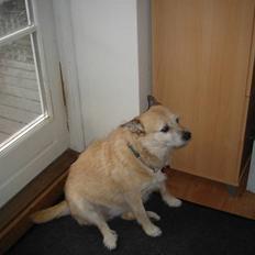 Blanding af racer Fie *Tykke*