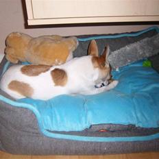 Chihuahua Fucchi