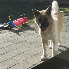 American Akita Xantos