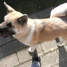 American Akita Xantos