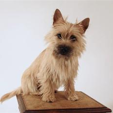 Cairn terrier Viki - død 1 august 2009