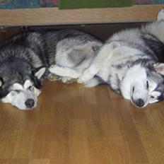 Alaskan malamute Chinuq