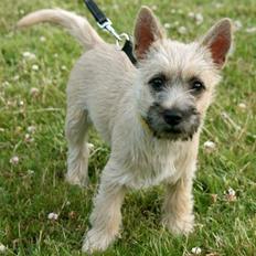 Cairn terrier Viki - død 1 august 2009
