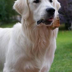 Golden retriever Ludwig