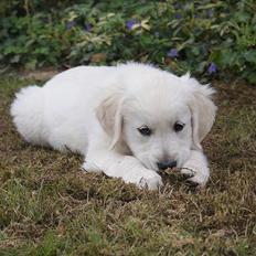 Golden retriever Ludwig