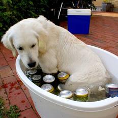 Golden retriever Ludwig