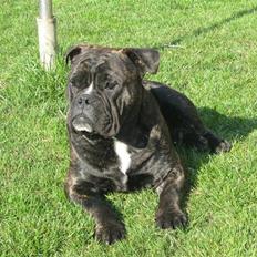 Olde english bulldogge Bølle