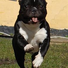 Fransk bulldog Otto