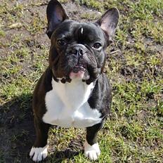 Fransk bulldog Otto