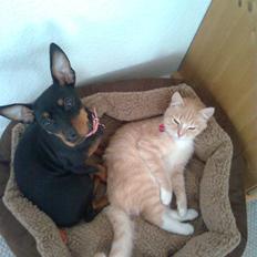 Dvaergpinscher Lilly