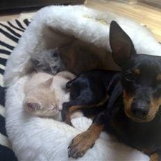 Dvaergpinscher Lilly