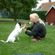Dansk svensk gaardhund Lady