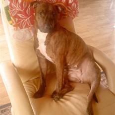 Amerikansk staffordshire terrier Mischa