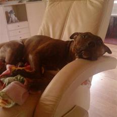 Amerikansk staffordshire terrier Mischa