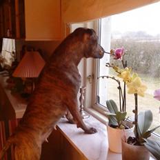 Amerikansk staffordshire terrier Mischa