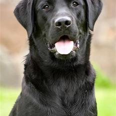 Labrador retriever SEVCH Jægerslunds Simo