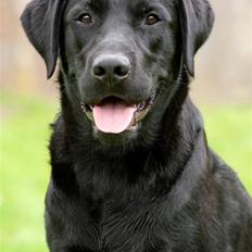 Labrador retriever SEVCH Jægerslunds Simo