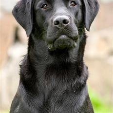 Labrador retriever SEVCH Jægerslunds Simo