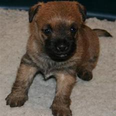 Cairn terrier Frida