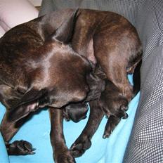 Blanding af racer Nala