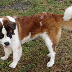 Sankt bernhardshund Sigi R.I.P