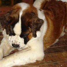 Sankt bernhardshund Sigi R.I.P