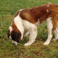 Sankt bernhardshund Sigi R.I.P